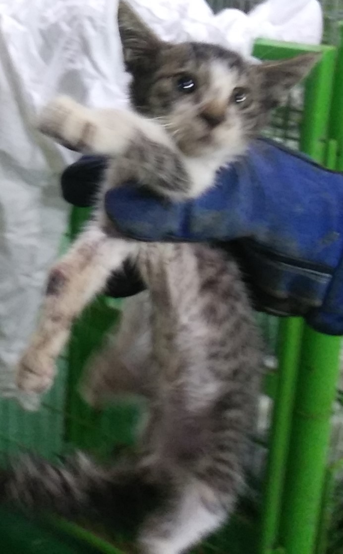인천광역시수의사회_428352202300259